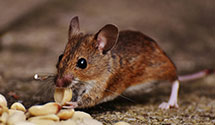 24 Hour & Emergency Exterminators in Brook Cove, NC